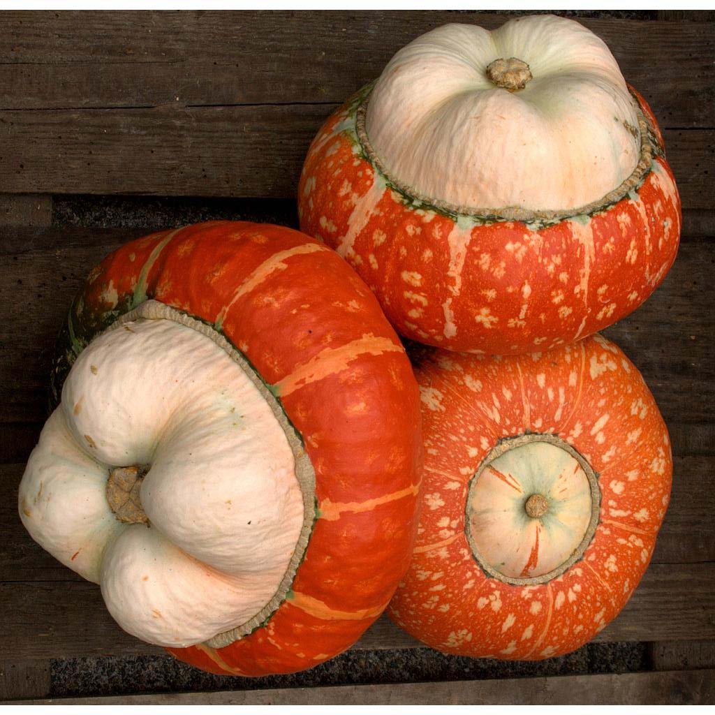 Cucurbita maxima Mini Red Turban - The Plant Explorer seeds - The Plant ...