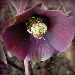 Helleborus arter m.fl.