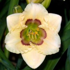Hemerocallis - Daglilje A - M