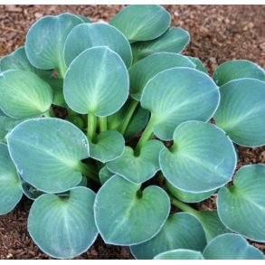Hosta - Mini 10-20 cm