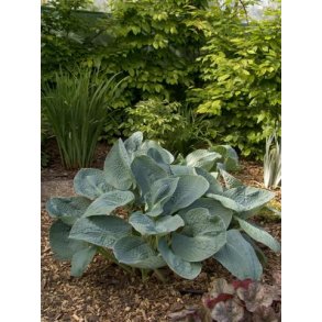 Hosta A - M
